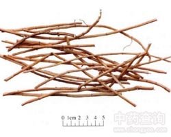白茅根