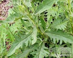 八楞木
