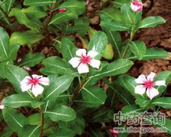 长春花