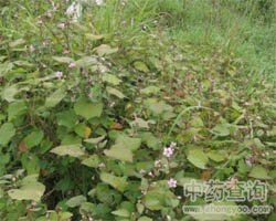 地桃花