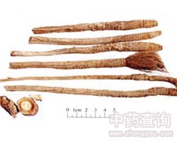 防风