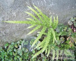 凤尾草