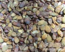 黄皮核