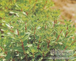景天三七