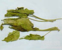 木芙蓉叶