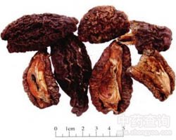 木瓜