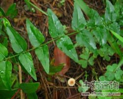 扭肚藤