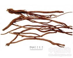 牛膝
