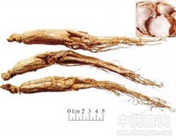 人参