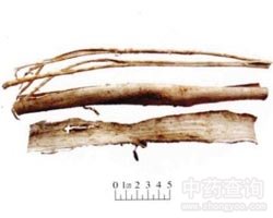 桑白皮