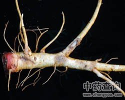 山芝麻