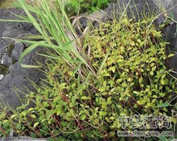 石蝉草