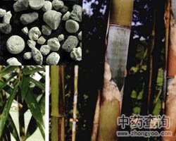 天竺黄