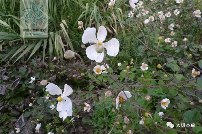 野棉花