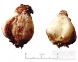 伊贝母
