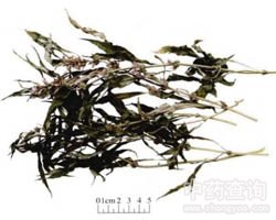益母草