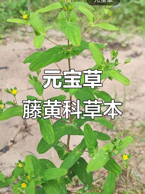 元宝草