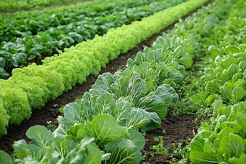 一种更健康全球饮食或许能将农场排放量降低85%。