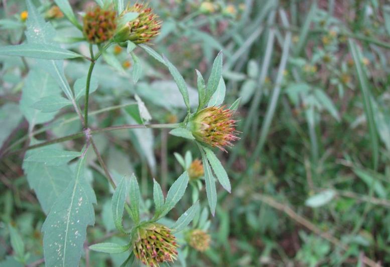 乙醇提取物对紫苏属植物Miltiorrhiza salvi